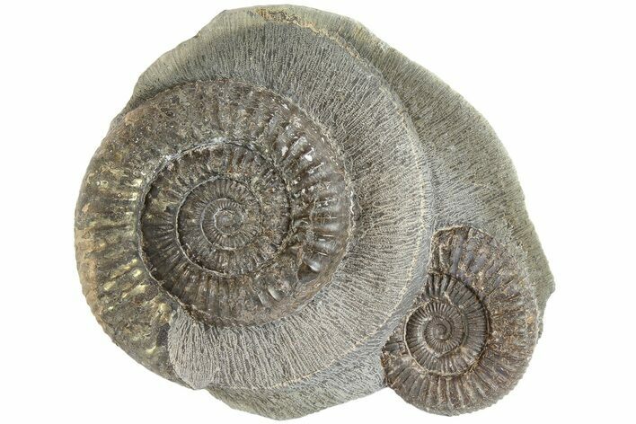 Two Ammonite (Dactylioceras) Fossils In Concretion - England #181898